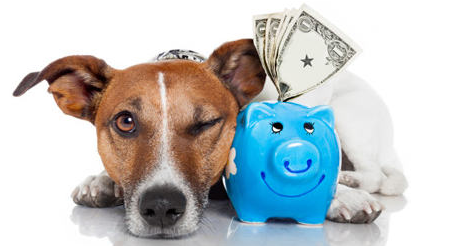 Save money on dog training costs with home training system