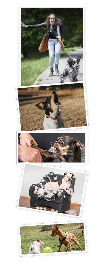 Step-by-step dog training process collage